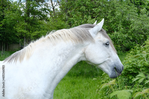 close-up of white horse, beautiful shiny skin, chews grass, smart eye is watching, long mane, domestic horse equine family, Equidae of equids order, concept is horsepower