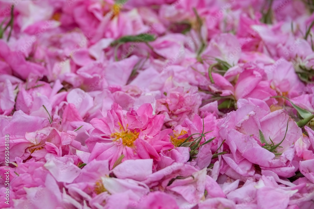 Obraz premium Rosa Damascena. Damask rose. Oil-bearing rose. Bulgarian rose oil.