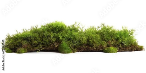 Fototapeta Moss growing on the ground isolated on white background