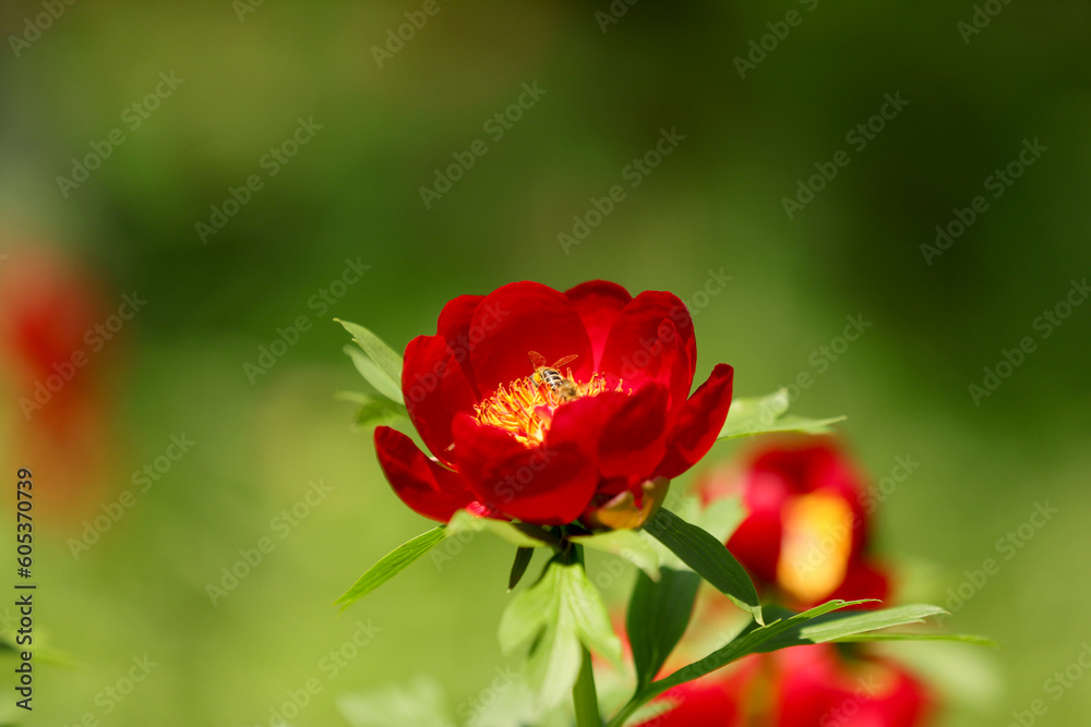 Wild peony (Paeonia peregrina romanica) in a forest nearby the Enisala fortress in Dobrogea. The Romanian Parliament declared through a law that this flower should be the national flower of Romania.