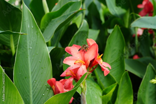 red and yellow flowers