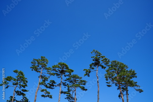 trees and sky