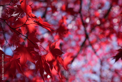 red maple leaves
