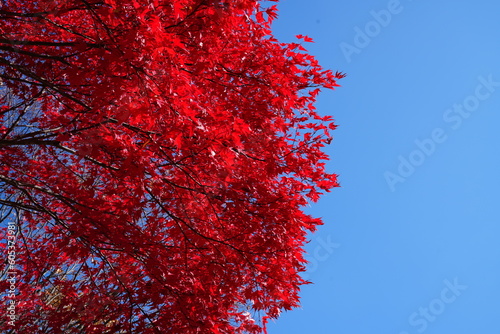 red autumn leaves