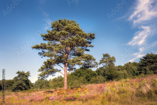 Pinus sylvestris or Scot pine on Ashdown forest on a Sunday afternoon  East Sussex  South of England