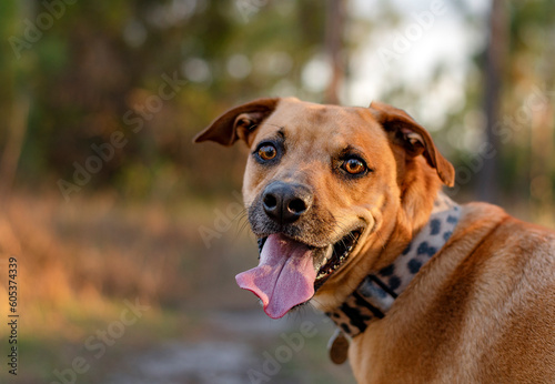 One brown adult mixed breed dog wearing a jaguar-printed collar looking at the camera sticking out the tongue at the park during a summer day