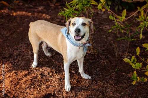 One brown and white adult mixed breed dog wearing a light blue bandana looking at the camera posing on the ground with an open mouth