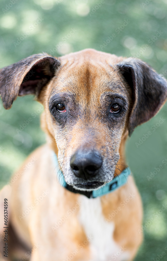 One adorable brown aging dog for adoption wearing a blue collar posing for the camera outdoors during the day One adorable brown aging dog for adoption wearing a blue collar posing for the camera outdoors during the day