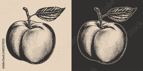 Set of vintage retro woodcut linocut engraving gravure sketch peach nectarine. Can be used like emblem, logo. mark, poster or print. Monochrome Graphic Art. Vector. Hand drawn element in antique