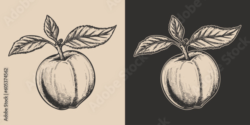 Set of vintage retro woodcut linocut engraving gravure sketch peach nectarine. Can be used like emblem, logo. mark, poster or print. Monochrome Graphic Art. Vector. Hand drawn element in antique