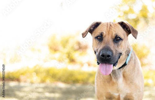 One brown adult mixed breed dog wearing a blue collar sticking out the tongue looking at the camera outdoors during a bright sunny day with plants in a warm blurred background