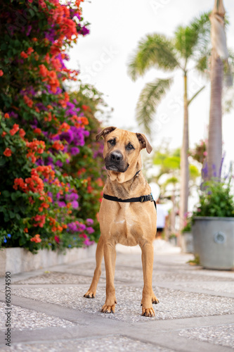 One brown mixed breed adult dog for adoption looking and posing for the camera on the sidewalk among trees, plants and colorful flowers during a bright sunny day