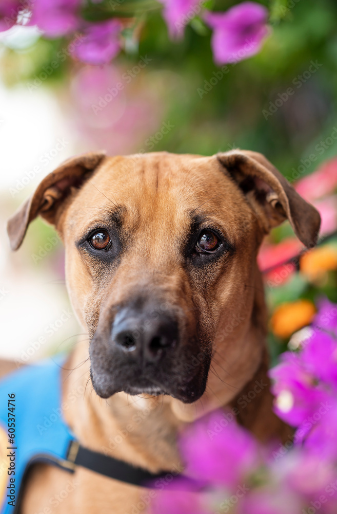 Portrait of one brown mixed breed adult dog for adoption looking at the camera outdoors among trees and colorful flowers during a bright day