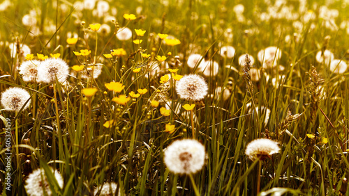 Dandelions and other wild meadow flowers in beautiful sunlight