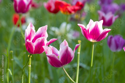 Precious Pink Tulips in the garden