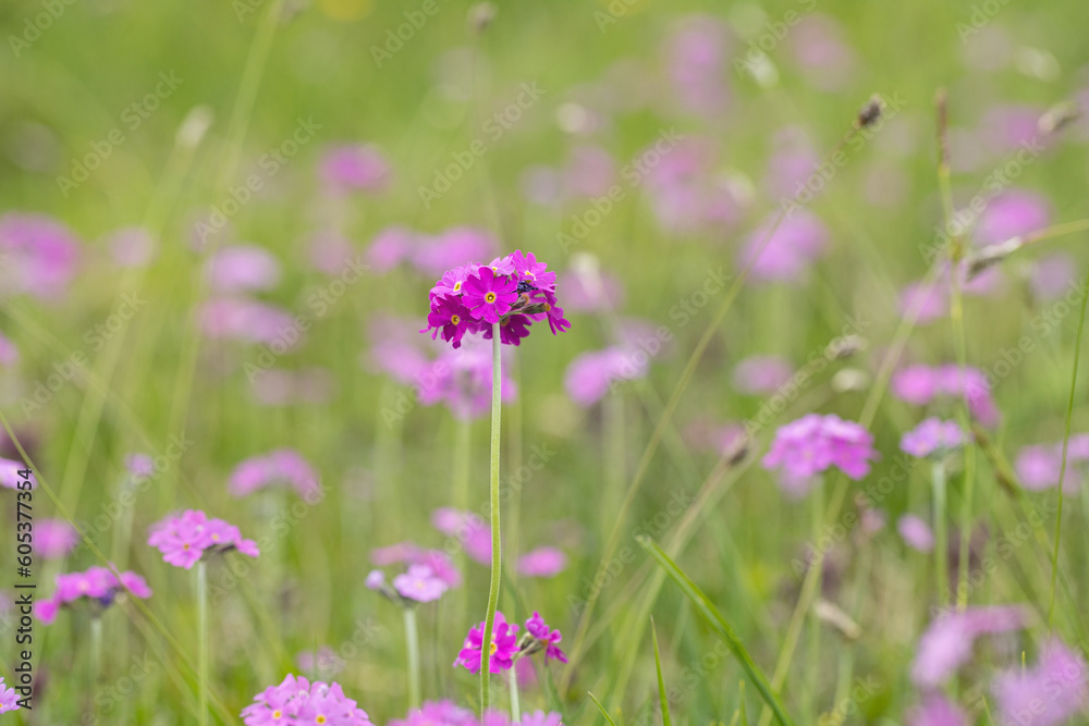 Meadow with pink bird’s-eye primroses (Primula farinosa).