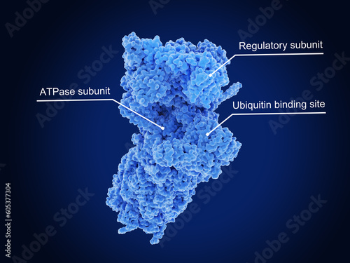 26S proteasome. Proteasomes degrade unneeded or damaged proteins photo