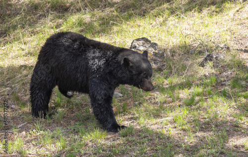 Black Bear in Spring in Yellowstone National Park