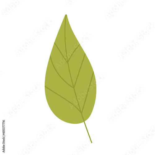 Tropic leaf  flower  colorful handrawn flat illustration.