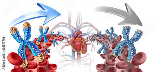 Billede på lærred Young Blood Transfusion and reversing aging process concept by transfusing young