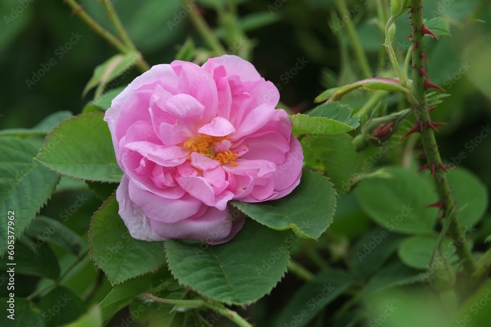 Rosa Damascena. Damask rose. Oil-bearing rose. Bulgarian rose oil. Rosa Damascena. Damask rose. Oil-bearing rose. Bulgarian rose oil.