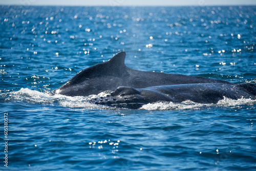 Happy whales in whale watching tours