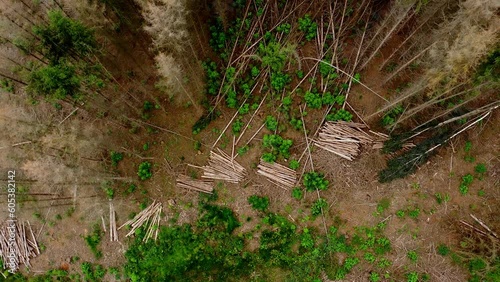 Drone video flight over the trunks of dead conifers in forest dieback due to drought and bark beetles