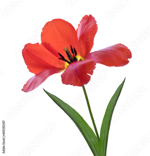 red tulip flower stem isolated on white  cut out