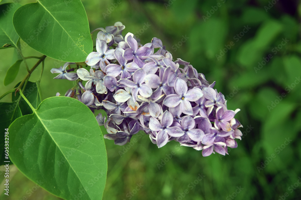 Lilac flowers in spring