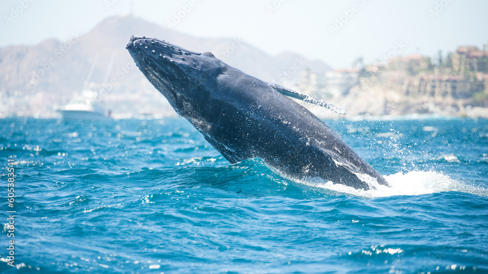 Naklejka premium Famous whale on a whale watching tour