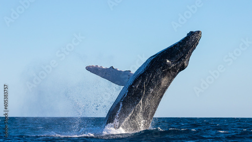 Famous whale on a whale watching tour