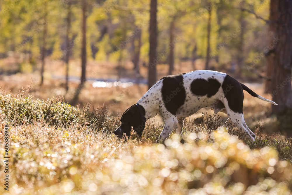 Dog english pointer