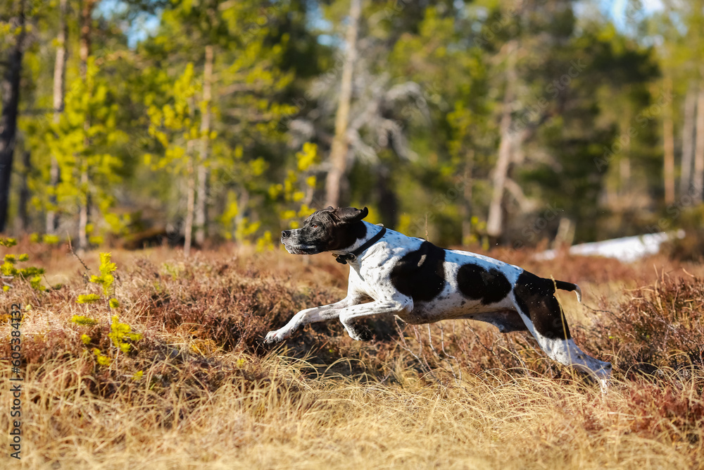 Dog english pointer