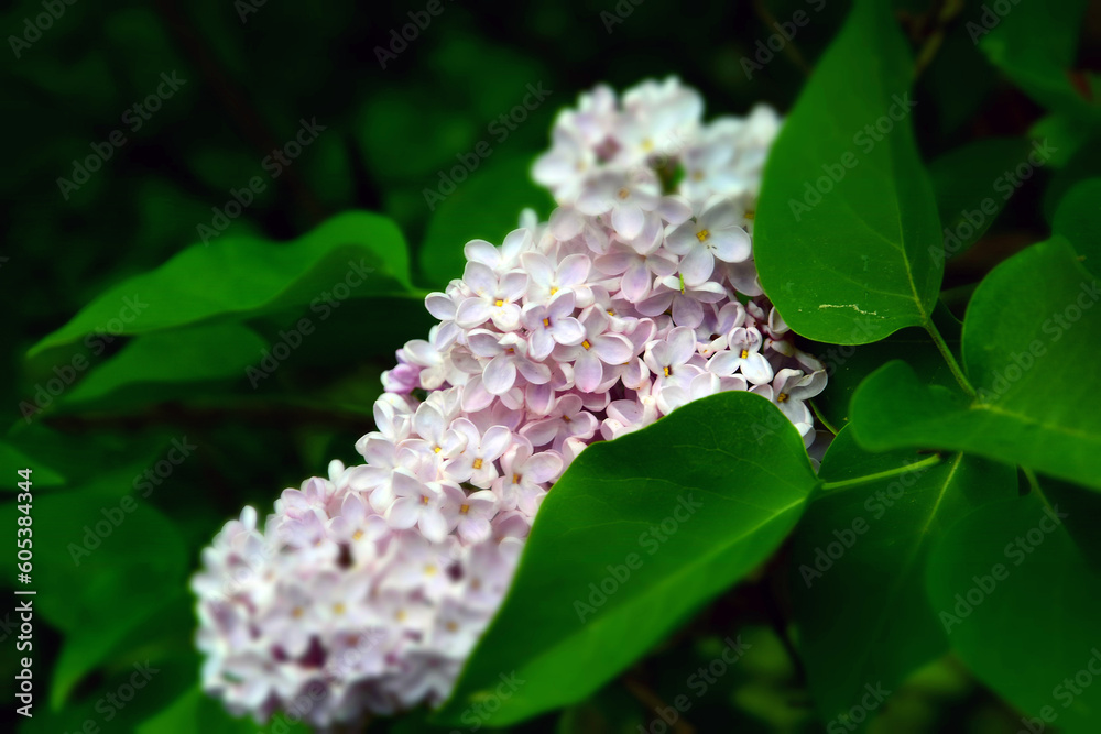 Lilac flowers in spring