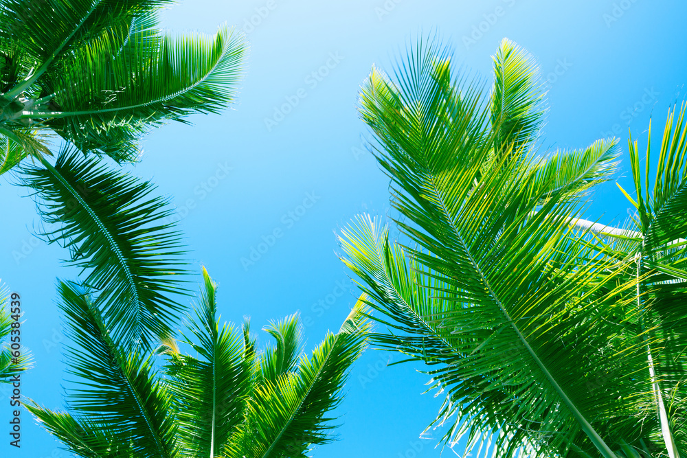 Fototapeta premium Fresh green palm tree leaves are under blue sky, natural tropic photo