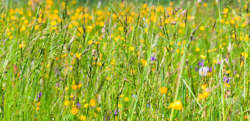 Summer meadow, panoramic background photo. Wild yellow flowers