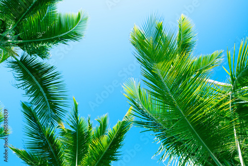 Fresh green palm tree leaves are under blue sky, natural tropic photo