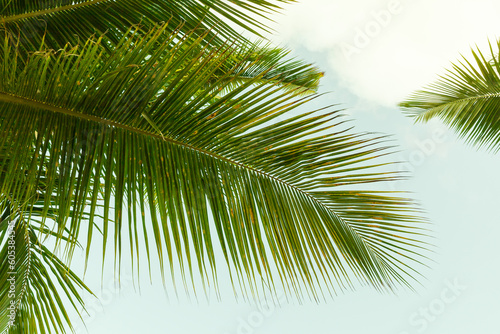 Palm tree leaves are under bright sky, background photo