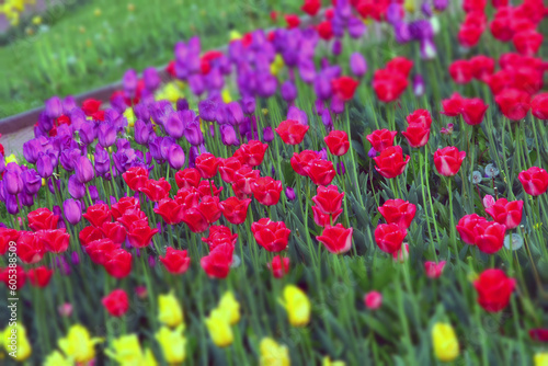 field of tulips