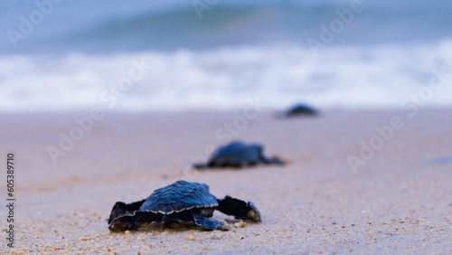Valokuva Baby newborn sea turtle hatchlings taking their first steps on the sand of sea beach towards the ocean