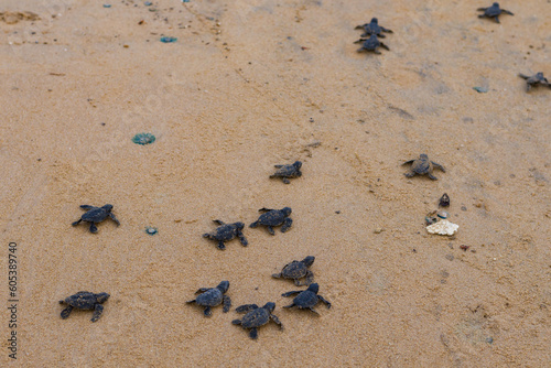 Baby newborn sea turtle hatchlings taking their first steps on the sand of sea beach towards the ocean. This hatchling is of olive Ridley turtle species.