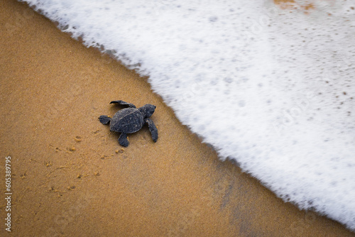 Fotografie Olive Ridley turtle hatchling crawling on sand of sea beach towards the ocean leaving mark on sand