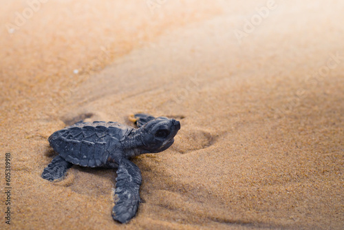 Newly hatched olive Ridley turtle baby on sea beach sand. It is raising its head to see the ocean before it s journey towards it.