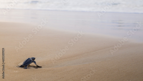 Fototapeta Naklejka Na Ścianę i Meble -  Newly hatched olive Ridley turtle baby on sea beach sand. It is raising its head to see the ocean before it's journey towards it.