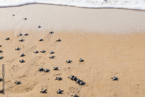 group of newly hatched baby turtles crawling towards the ocean leaving trail marks on beach sand. Foam of sea wave seen at distance. this is mass hatching called arribada.
