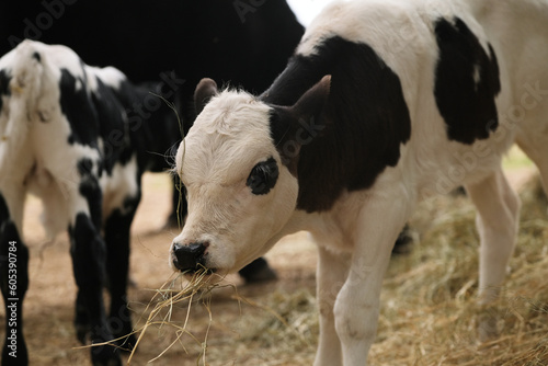 Calves on beef cow farm eating hay closeup looking like cute baby animals.