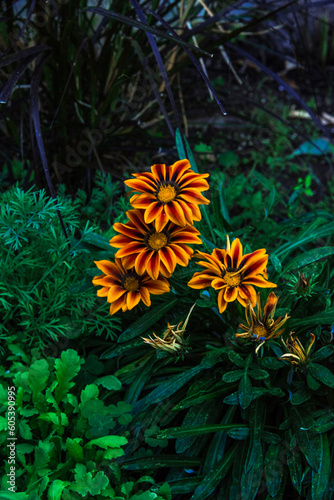 society garlic  treasure flowers  egyption star-cluster  lavenderBackyard Garden Hibiscus Morning Glory