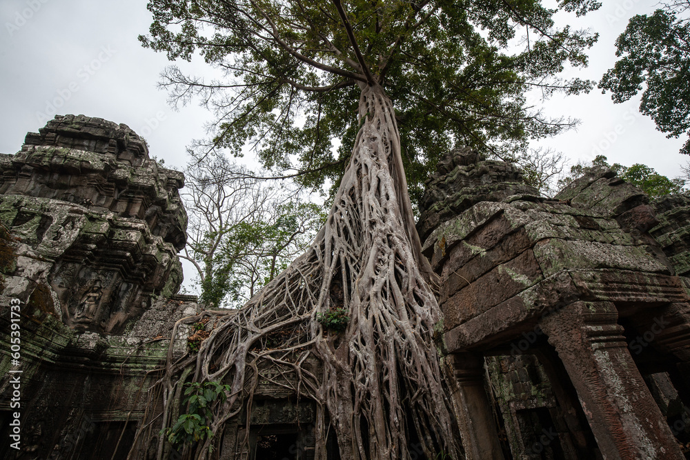 Ta Prohm Temple in Angkor Archaeological Park, Siem Reap, Cambodia