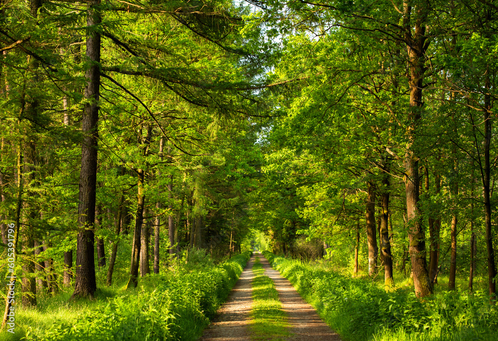 Droga wśród drzew w wiosennym lesie - obrazy, fototapety, plakaty 
