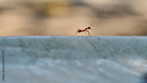 Red ants are looking for foods. © onyengradar